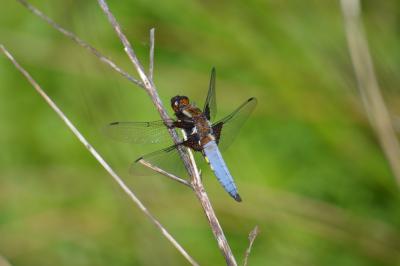 <i>Libellula depressa</i>
