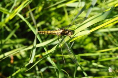 <i>Orthetrum cancellatum</i>