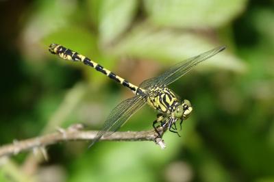 <i>Onychogomphus forcipatus</i>