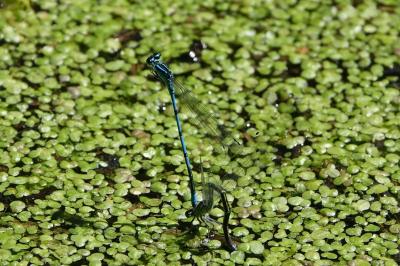 <i>Coenagrion puella</i>