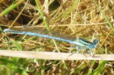 <i>Platycnemis pennipes</i>