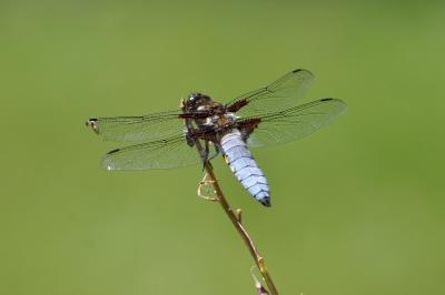 <i>Libellula depressa</i>