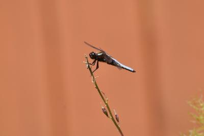 <i>Libellula depressa</i>