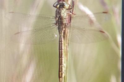 <i>Gomphus pulchellus</i>