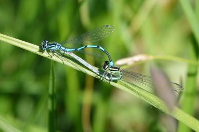 <i>Coenagrion puella</i>