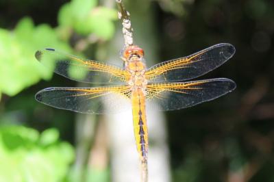 <i>Libellula fulva</i>
