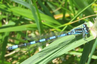 <i>Coenagrion mercuriale</i>