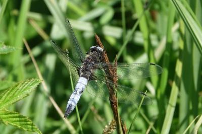 <i>Libellula fulva</i>
