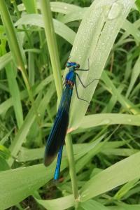 <i>Calopteryx splendens</i>
