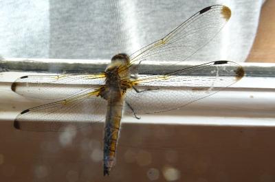 <i>Libellula fulva</i>