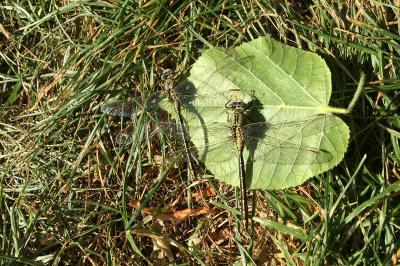 <i>Gomphus pulchellus</i>