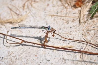 <i>Platycnemis pennipes</i>