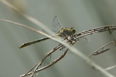 <i>Gomphus pulchellus</i>