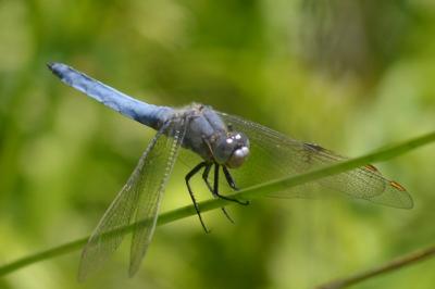 <i>Orthetrum brunneum</i>