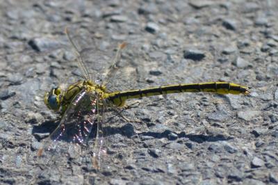 <i>Gomphus pulchellus</i>
