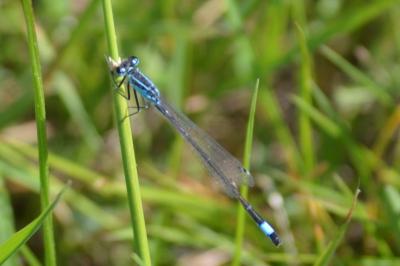 <i>Ischnura elegans</i>