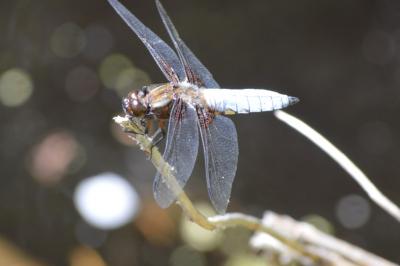 <i>Libellula depressa</i>