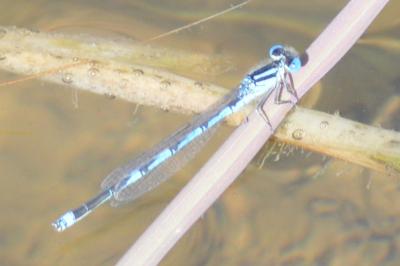 <i>Erythromma lindenii</i>