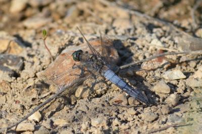 <i>Orthetrum cancellatum</i>