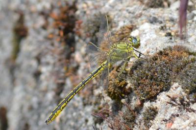 <i>Gomphus pulchellus</i>