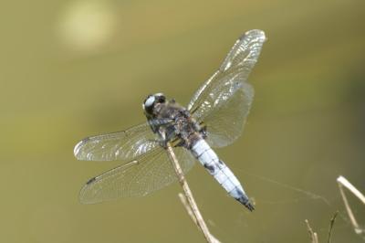 <i>Libellula fulva</i>