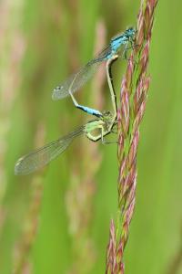 <i>Ischnura elegans</i>