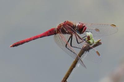 <i>Sympetrum fonscolombii</i>