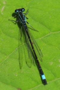 <i>Ischnura elegans</i>