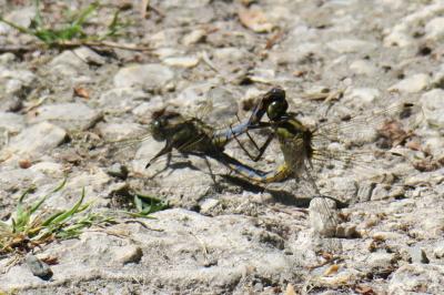 <i>Orthetrum cancellatum</i>