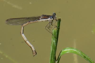 <i>Sympecma fusca</i>