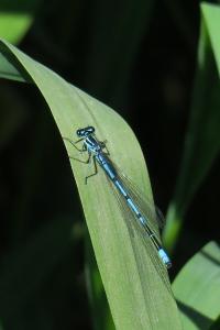 <i>Coenagrion puella</i>