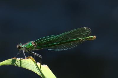 <i>Calopteryx splendens</i>