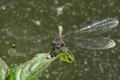<i>Sympecma fusca</i>