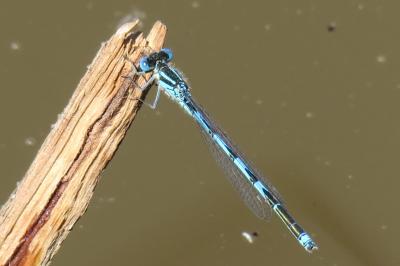 <i>Erythromma lindenii</i>
