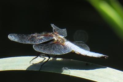 <i>Libellula depressa</i>
