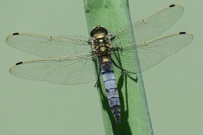 <i>Orthetrum cancellatum</i>