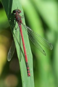 <i>Pyrrhosoma nymphula</i>