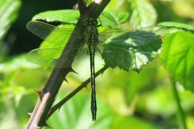<i>Gomphus pulchellus</i>