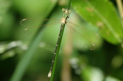 <i>Lestes barbarus</i>