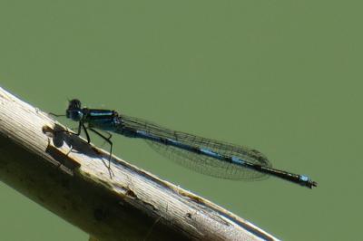 <i>Erythromma lindenii</i>