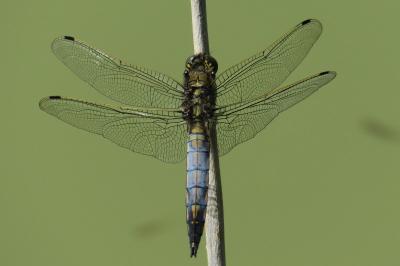 <i>Orthetrum cancellatum</i>