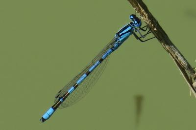 <i>Enallagma cyathigerum</i>