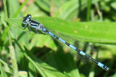 <i>Coenagrion mercuriale</i>