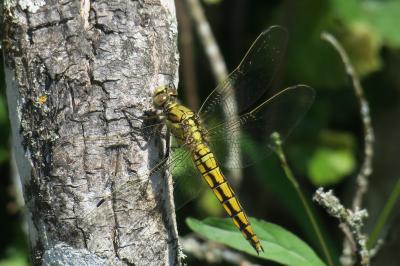 <i>Orthetrum cancellatum</i>
