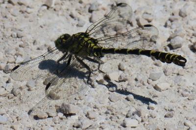 <i>Onychogomphus forcipatus</i>