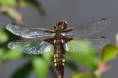 <i>Libellula depressa</i>