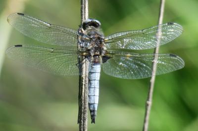 <i>Libellula fulva</i>