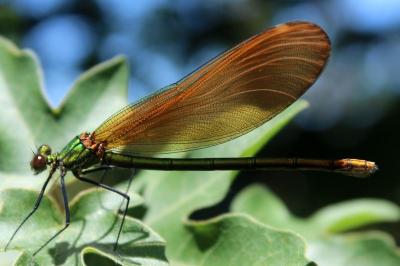 <i>Calopteryx virgo</i>