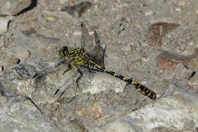<i>Onychogomphus forcipatus</i>