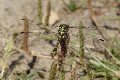 <i>Onychogomphus forcipatus</i>